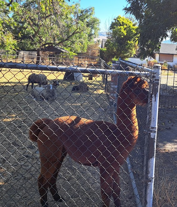 Fun Group Ride To Alpaca and Lunch – BionicOldGuy